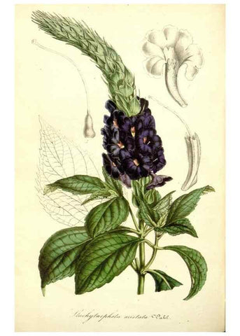 Reproducción/Reproduction 49492461762: Flore des serres et des jardins de l'Europe. A Gand :chez Louis van Houtte, eÌditeur,1845-1880.. 