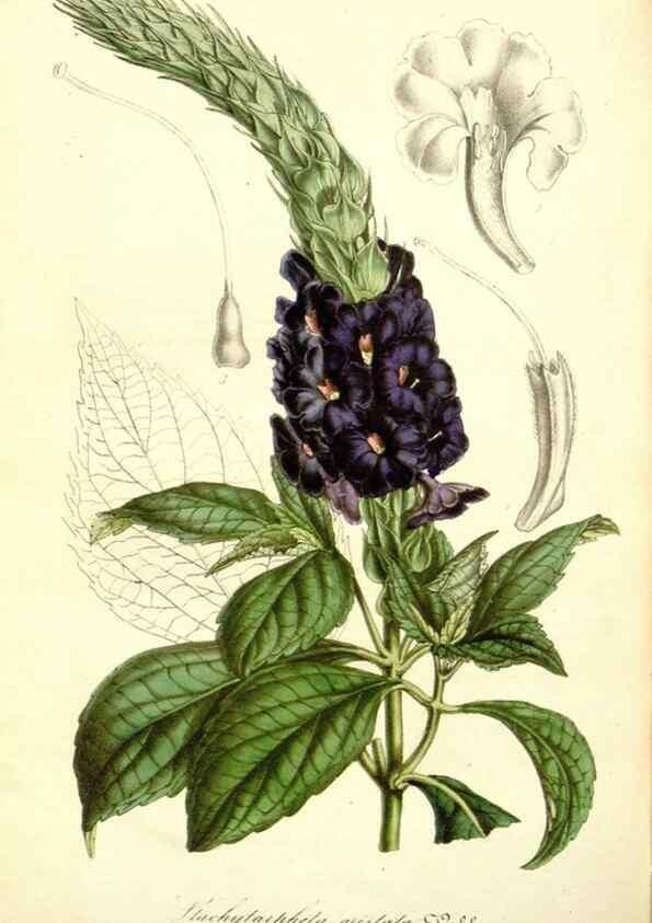 Reproducción/Reproduction 49492461762: Flore des serres et des jardins de l'Europe. A Gand :chez Louis van Houtte, eÌditeur,1845-1880.. 