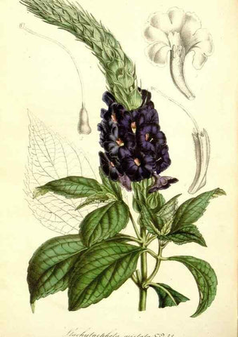 Reproducción/Reproduction 49492461762: Flore des serres et des jardins de l'Europe. A Gand :chez Louis van Houtte, eÌditeur,1845-1880.. 