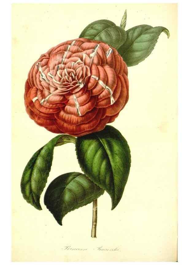 Reproducción/Reproduction 49492254746: Flore des serres et des jardins de l'Europe. A Gand :chez Louis van Houtte, eÌditeur,1845-1880.. 