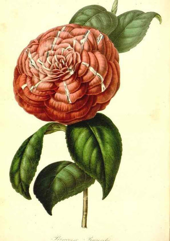 Reproducción/Reproduction 49492254746: Flore des serres et des jardins de l'Europe. A Gand :chez Louis van Houtte, eÌditeur,1845-1880.. 
