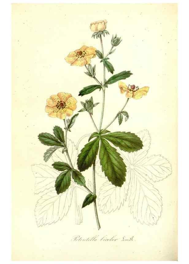 Reproducción/Reproduction 49491753068: Flore des serres et des jardins de l'Europe. A Gand :chez Louis van Houtte, eÌditeur,1845-1880.. 