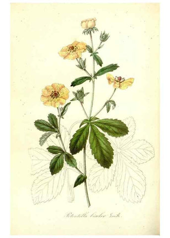 Reproducción/Reproduction 49491753068: Flore des serres et des jardins de l'Europe. A Gand :chez Louis van Houtte, eÌditeur,1845-1880.. 