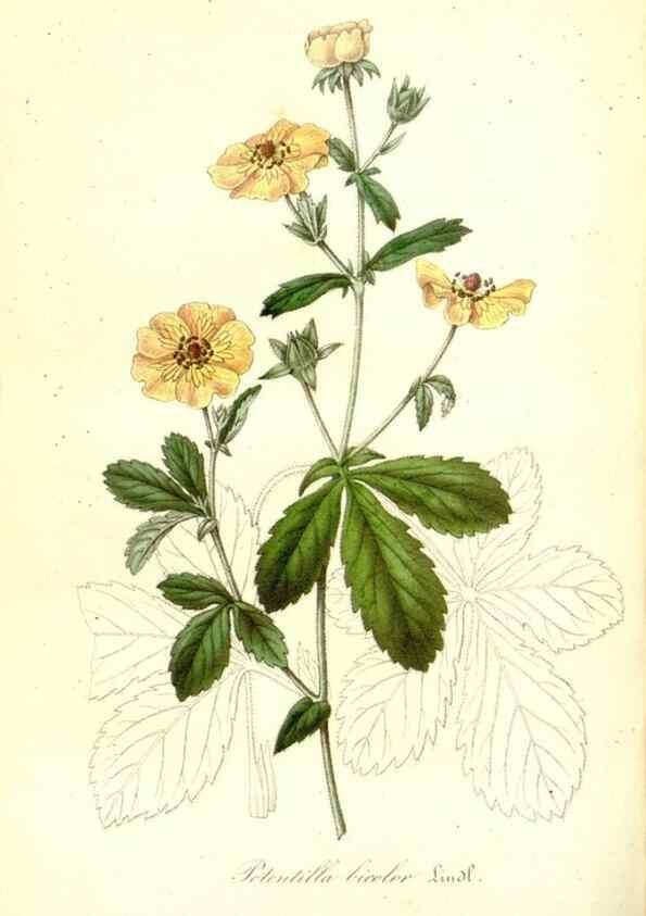 Reproducción/Reproduction 49491753068: Flore des serres et des jardins de l'Europe. A Gand :chez Louis van Houtte, eÌditeur,1845-1880.. 