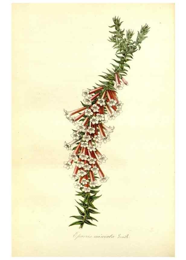 Reproducción/Reproduction 49491753283: Flore des serres et des jardins de l'Europe. A Gand :chez Louis van Houtte, eÌditeur,1845-1880.. 
