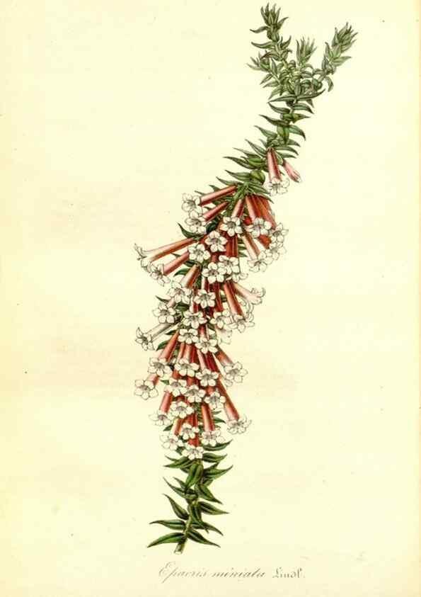 Reproducción/Reproduction 49491753283: Flore des serres et des jardins de l'Europe. A Gand :chez Louis van Houtte, eÌditeur,1845-1880.. 