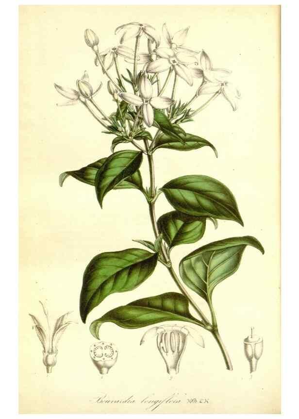 Reproducción/Reproduction 49492255366: Flore des serres et des jardins de l'Europe. A Gand :chez Louis van Houtte, eÌditeur,1845-1880.. 