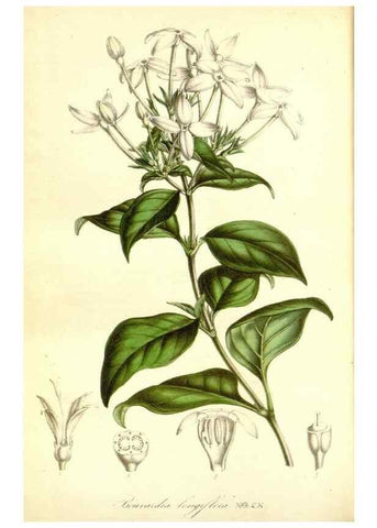 Reproducción/Reproduction 49492255366: Flore des serres et des jardins de l'Europe. A Gand :chez Louis van Houtte, eÌditeur,1845-1880.. 