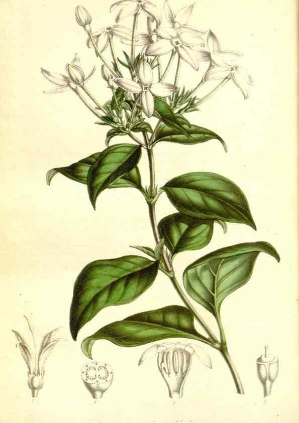 Reproducción/Reproduction 49492255366: Flore des serres et des jardins de l'Europe. A Gand :chez Louis van Houtte, eÌditeur,1845-1880.. 