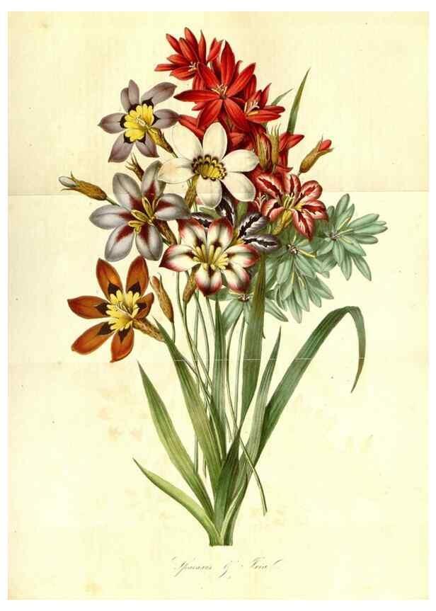 Reproducción/Reproduction 49492255571: Flore des serres et des jardins de l'Europe. A Gand :chez Louis van Houtte, eÌditeur,1845-1880.. 