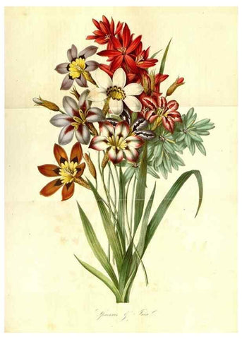 Reproducción/Reproduction 49492255571: Flore des serres et des jardins de l'Europe. A Gand :chez Louis van Houtte, eÌditeur,1845-1880.. 