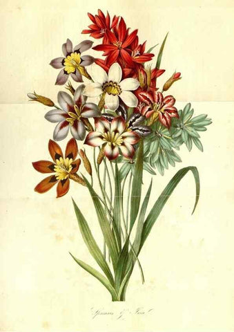 Reproducción/Reproduction 49492255571: Flore des serres et des jardins de l'Europe. A Gand :chez Louis van Houtte, eÌditeur,1845-1880.. 