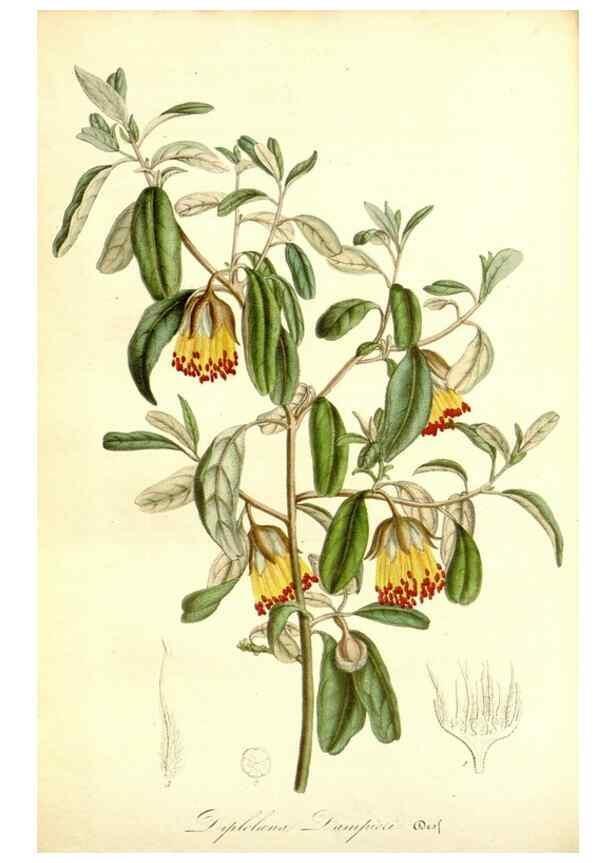 Reproducción/Reproduction 49492462992: Flore des serres et des jardins de l'Europe. A Gand :chez Louis van Houtte, eÌditeur,1845-1880.. 