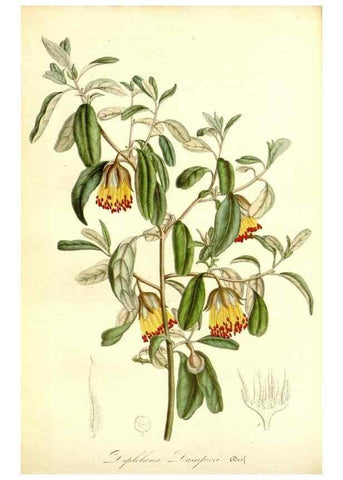 Reproducción/Reproduction 49492462992: Flore des serres et des jardins de l'Europe. A Gand :chez Louis van Houtte, eÌditeur,1845-1880.. 