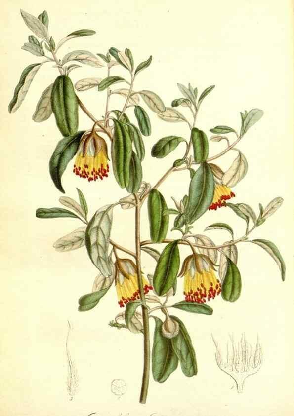Reproducción/Reproduction 49492462992: Flore des serres et des jardins de l'Europe. A Gand :chez Louis van Houtte, eÌditeur,1845-1880.. 