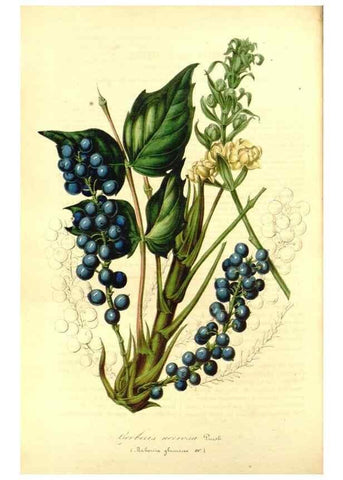 Reproducción/Reproduction 49491754008: Flore des serres et des jardins de l'Europe. A Gand :chez Louis van Houtte, eÌditeur,1845-1880.. 