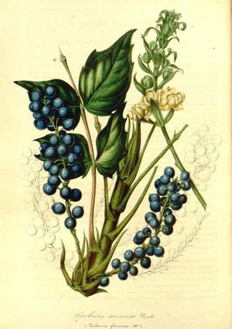 Reproducción/Reproduction 49491754008: Flore des serres et des jardins de l'Europe. A Gand :chez Louis van Houtte, eÌditeur,1845-1880.. 