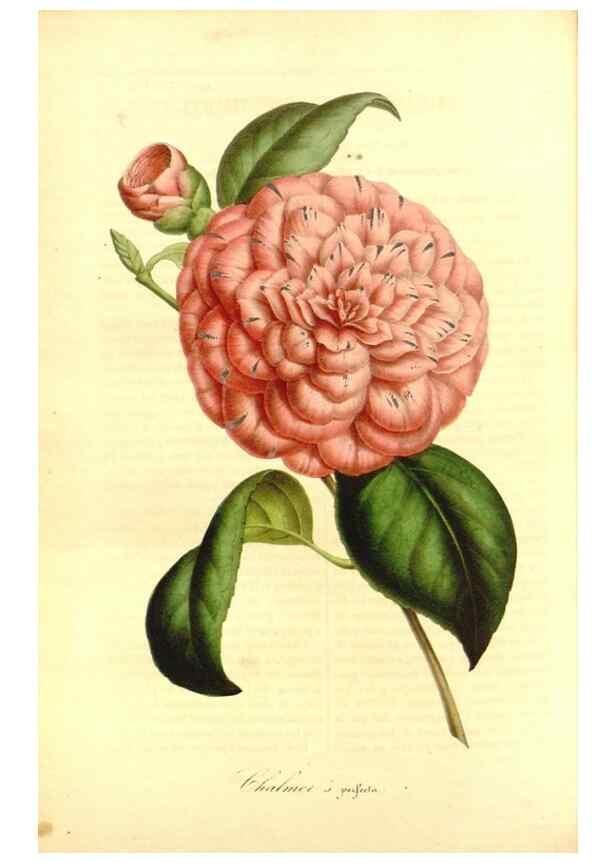 Reproducción/Reproduction 49491754173: Flore des serres et des jardins de l'Europe. A Gand :chez Louis van Houtte, eÌditeur,1845-1880.. 