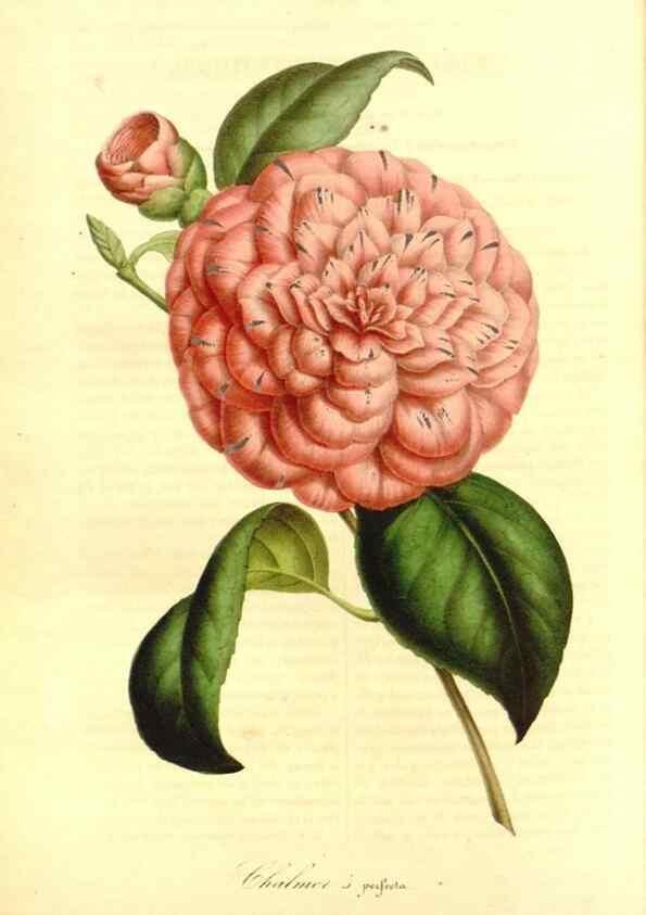 Reproducción/Reproduction 49491754173: Flore des serres et des jardins de l'Europe. A Gand :chez Louis van Houtte, eÌditeur,1845-1880.. 