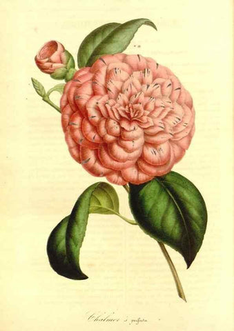 Reproducción/Reproduction 49491754173: Flore des serres et des jardins de l'Europe. A Gand :chez Louis van Houtte, eÌditeur,1845-1880.. 