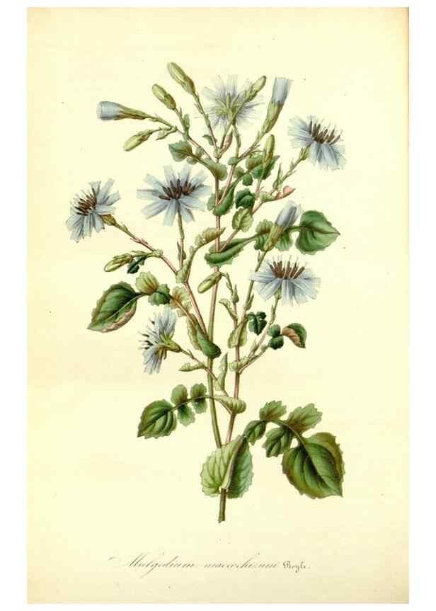 Reproducción/Reproduction 49491754353: Flore des serres et des jardins de l'Europe. A Gand :chez Louis van Houtte, eÌditeur,1845-1880.. 