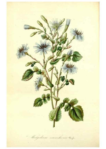 Reproducción/Reproduction 49491754353: Flore des serres et des jardins de l'Europe. A Gand :chez Louis van Houtte, eÌditeur,1845-1880.. 