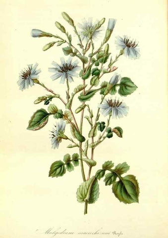 Reproducción/Reproduction 49491754353: Flore des serres et des jardins de l'Europe. A Gand :chez Louis van Houtte, eÌditeur,1845-1880.. 