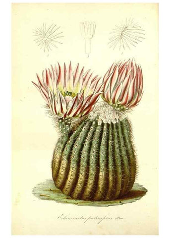 Reproducción/Reproduction 49492256486: Flore des serres et des jardins de l'Europe. A Gand :chez Louis van Houtte, eÌditeur,1845-1880.. 