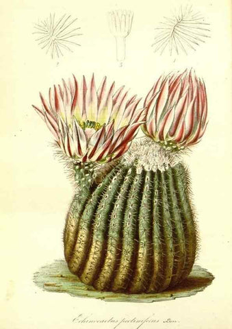 Reproducción/Reproduction 49492256486: Flore des serres et des jardins de l'Europe. A Gand :chez Louis van Houtte, eÌditeur,1845-1880.. 