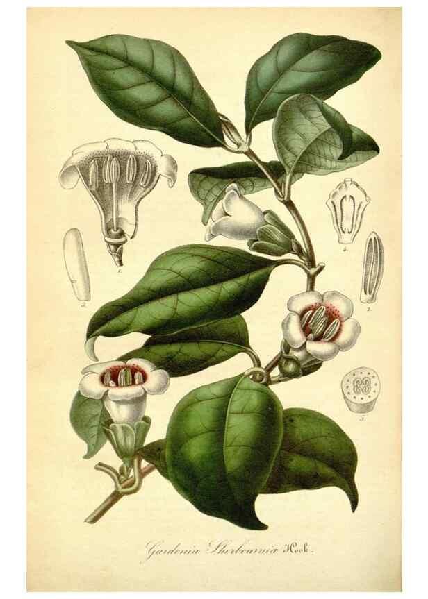 Reproducción/Reproduction 49491751758: Flore des serres et des jardins de l'Europe. A Gand :chez Louis van Houtte, eÌditeur,1845-1880.. 