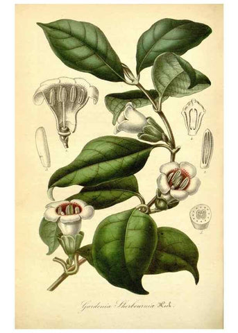 Reproducción/Reproduction 49491751758: Flore des serres et des jardins de l'Europe. A Gand :chez Louis van Houtte, eÌditeur,1845-1880.. 