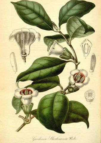 Reproducción/Reproduction 49491751758: Flore des serres et des jardins de l'Europe. A Gand :chez Louis van Houtte, eÌditeur,1845-1880.. 