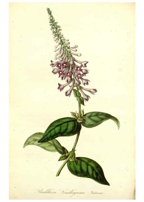 Reproducción/Reproduction 49492460627: Flore des serres et des jardins de l'Europe. A Gand :chez Louis van Houtte, eÌditeur,1845-1880.. 