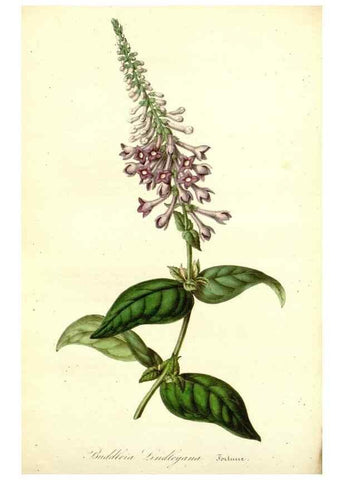 Reproducción/Reproduction 49492460627: Flore des serres et des jardins de l'Europe. A Gand :chez Louis van Houtte, eÌditeur,1845-1880.. 