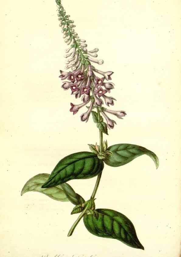 Reproducción/Reproduction 49492460627: Flore des serres et des jardins de l'Europe. A Gand :chez Louis van Houtte, eÌditeur,1845-1880.. 