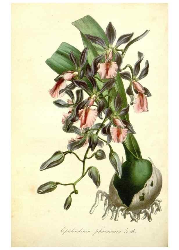 Reproducción/Reproduction 49492253576: Flore des serres et des jardins de l'Europe. A Gand :chez Louis van Houtte, eÌditeur,1845-1880.. 
