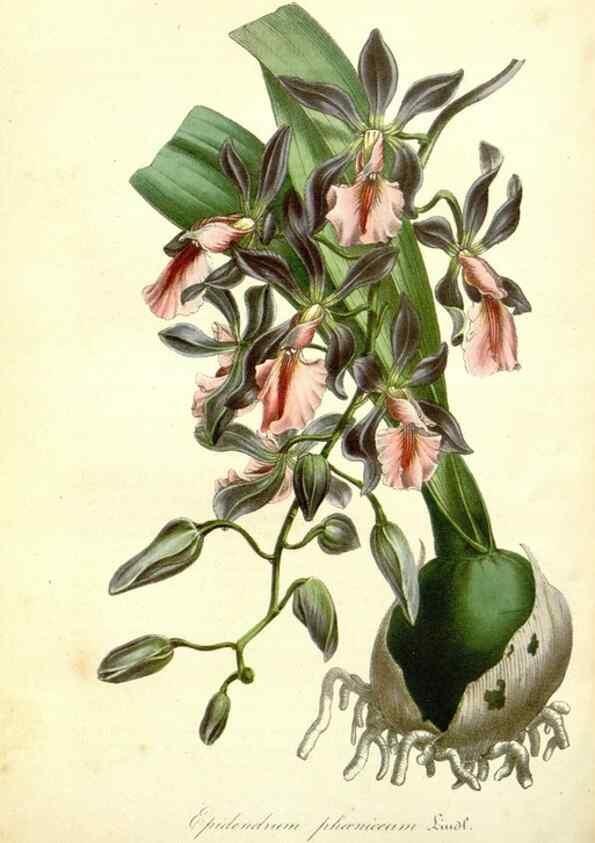 Reproducción/Reproduction 49492253576: Flore des serres et des jardins de l'Europe. A Gand :chez Louis van Houtte, eÌditeur,1845-1880.. 