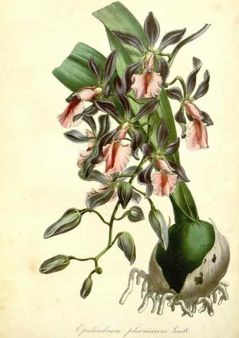 Reproducción/Reproduction 49492253576: Flore des serres et des jardins de l'Europe. A Gand :chez Louis van Houtte, eÌditeur,1845-1880.. 