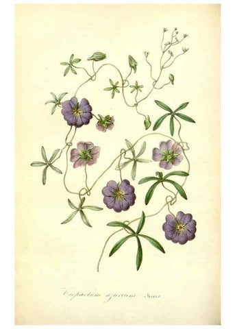 Reproducción/Reproduction 49491751278: Flore des serres et des jardins de l'Europe. A Gand :chez Louis van Houtte, eÌditeur,1845-1880.. 