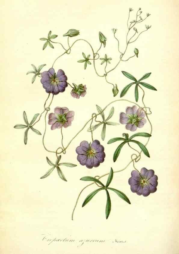 Reproducción/Reproduction 49491751278: Flore des serres et des jardins de l'Europe. A Gand :chez Louis van Houtte, eÌditeur,1845-1880.. 