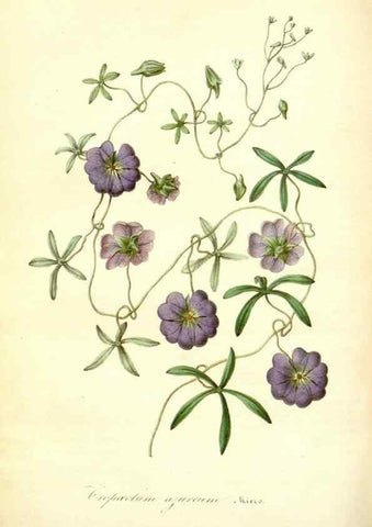 Reproducción/Reproduction 49491751278: Flore des serres et des jardins de l'Europe. A Gand :chez Louis van Houtte, eÌditeur,1845-1880.. 