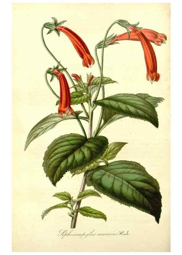 Reproducción/Reproduction 49492456697: Flore des serres et des jardins de l'Europe. A Gand :chez Louis van Houtte, eÌditeur,1845-1880.. 