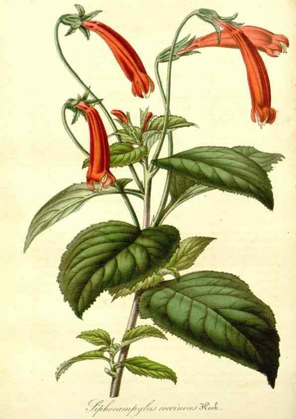 Reproducción/Reproduction 49492456697: Flore des serres et des jardins de l'Europe. A Gand :chez Louis van Houtte, eÌditeur,1845-1880.. 
