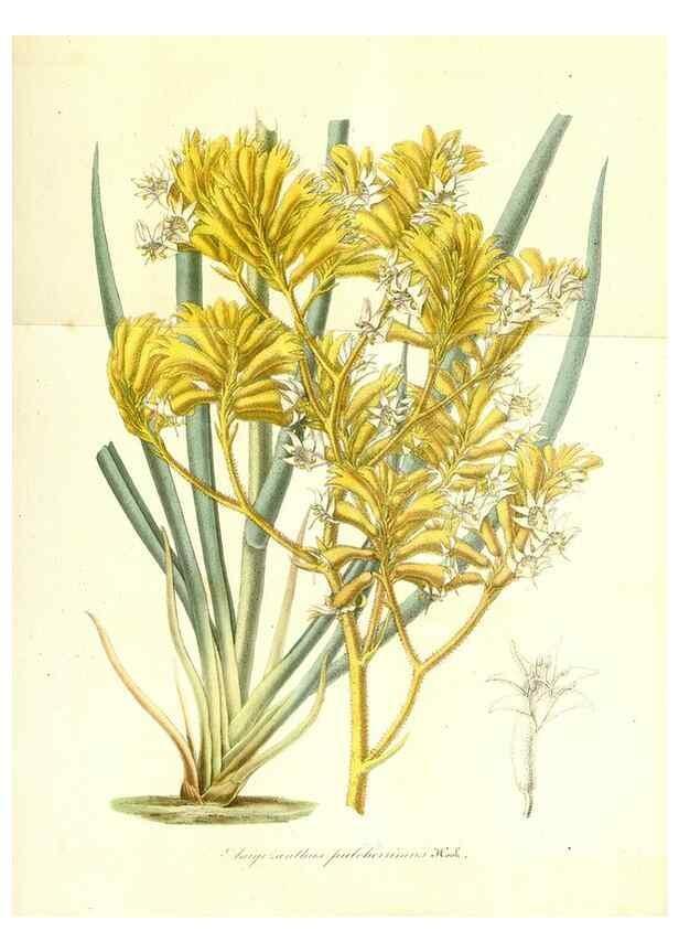 Reproducción/Reproduction 49491748143: Flore des serres et des jardins de l'Europe. A Gand :chez Louis van Houtte, eÌditeur,1845-1880.. 
