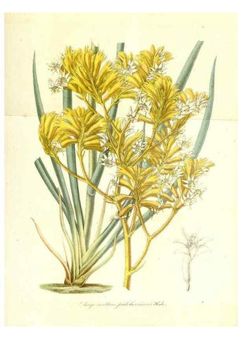 Reproducción/Reproduction 49491748143: Flore des serres et des jardins de l'Europe. A Gand :chez Louis van Houtte, eÌditeur,1845-1880.. 