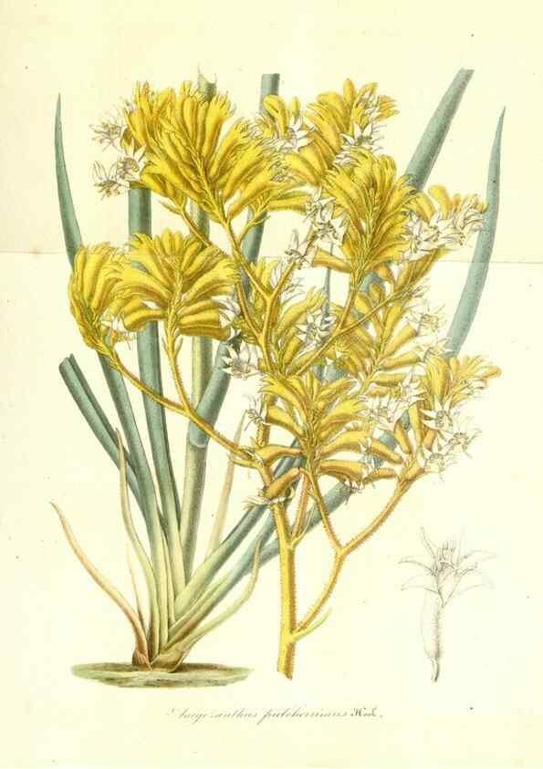 Reproducción/Reproduction 49491748143: Flore des serres et des jardins de l'Europe. A Gand :chez Louis van Houtte, eÌditeur,1845-1880.. 