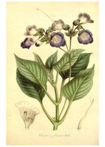 Reproducción/Reproduction 49492457152: Flore des serres et des jardins de l'Europe. A Gand :chez Louis van Houtte, eÌditeur,1845-1880.. 