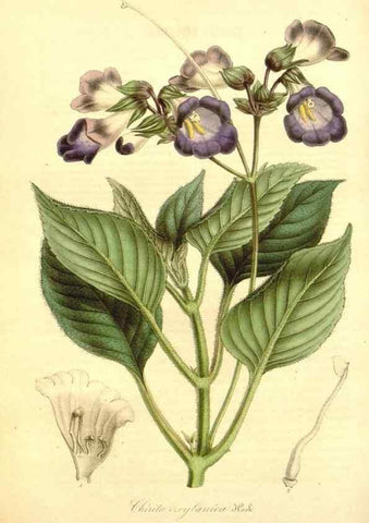 Reproducción/Reproduction 49492457152: Flore des serres et des jardins de l'Europe. A Gand :chez Louis van Houtte, eÌditeur,1845-1880.. 