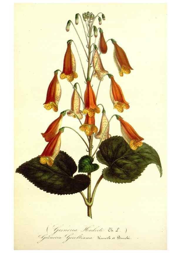 Reproducción/Reproduction 49492457352: Flore des serres et des jardins de l'Europe. A Gand :chez Louis van Houtte, eÌditeur,1845-1880.. 