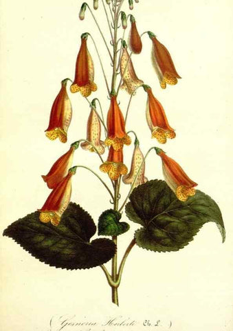Reproducción/Reproduction 49492457352: Flore des serres et des jardins de l'Europe. A Gand :chez Louis van Houtte, eÌditeur,1845-1880.. 